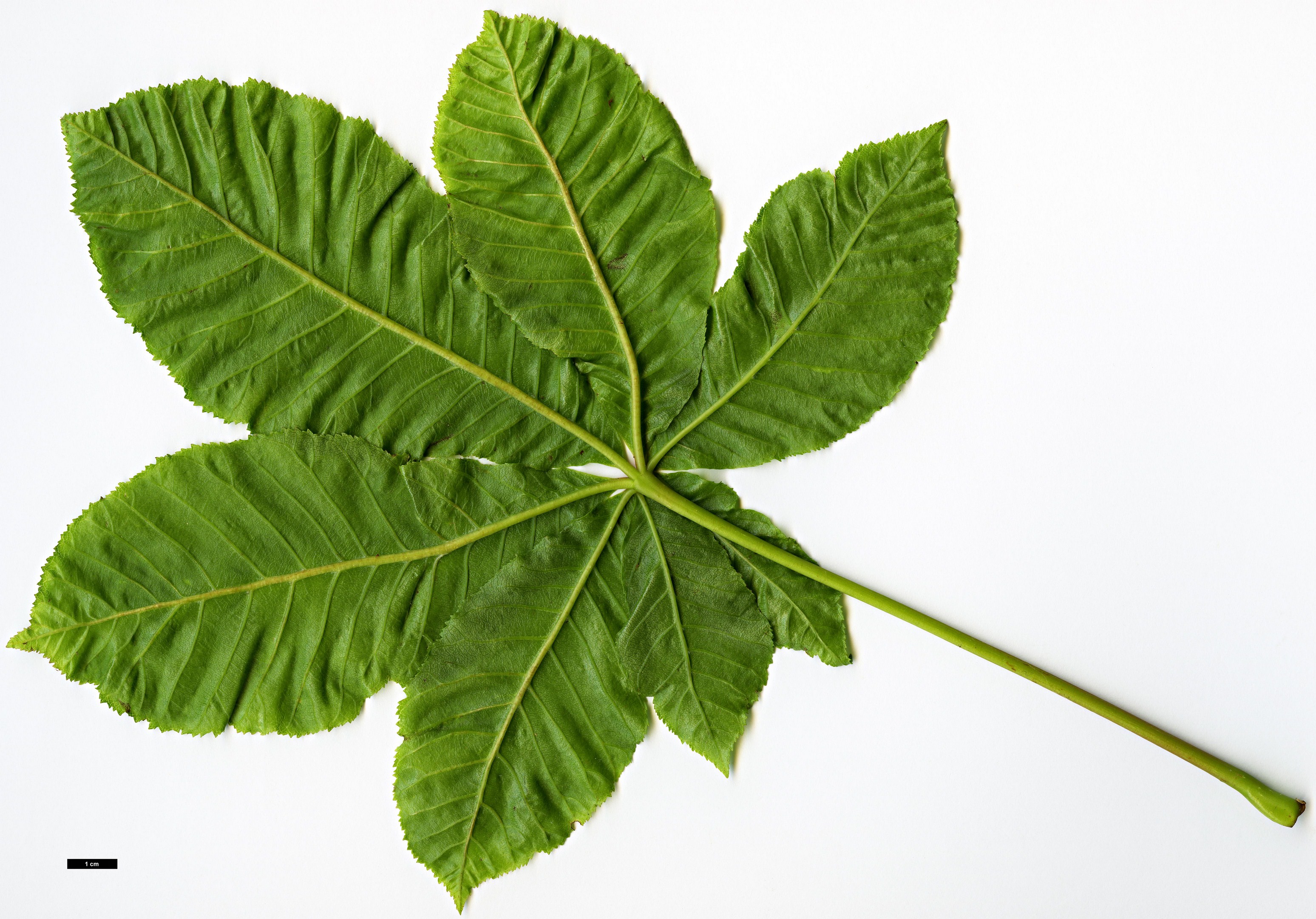 High resolution image: Family: Sapindaceae - Genus: Aesculus - Taxon: ×carnea (A.hippocastanum × A.pavia)